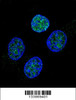 Confocal immunofluorescent analysis of PROC Antibody with Hela cell followed by Alexa Fluor 488-conjugated goat anti-rabbit lgG (green) . DAPI was used to stain the cell nuclear (blue) .