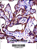 ALPPL2 Antibody immunohistochemistry analysis in formalin fixed and paraffin embedded human placenta tissue followed by peroxidase conjugation of the secondary antibody and DAB staining.