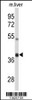 Western blot analysis of AIFM2 Antibody in mouse liver tissue lysates (35ug/lane)