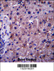 SGMS1 Antibody immunohistochemistry analysis in formalin fixed and paraffin embedded human liver tissue followed by peroxidase conjugation of the secondary antibody and DAB staining.