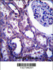 EMP2 Antibody immunohistochemistry analysis in formalin fixed and paraffin embedded human kidney tissue followed by peroxidase conjugation of the secondary antibody and DAB staining.