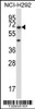 Western blot analysis in NCI-H292 cell line lysates (35ug/lane) .