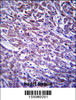 XIRP1 Antibody immunohistochemistry analysis in formalin fixed and paraffin embedded human heart tissue followed by peroxidase conjugation of the secondary antibody and DAB staining.