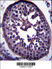 GAGE12H Antibody immunohistochemistry analysis in formalin fixed and paraffin embedded human testis tissue followed by peroxidase conjugation of the secondary antibody and DAB staining.