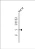 Western Blot at 1:1000 dilution + HACAT whole cell lysate Lysates/proteins at 20 ug per lane.