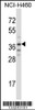 Western blot analysis in NCI-H460 cell line lysates (35ug/lane) .