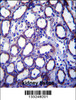 TRIM34 Antibody immunohistochemistry analysis in formalin fixed and paraffin embedded human kidney tissue followed by peroxidase conjugation of the secondary antibody and DAB staining.