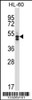 Western blot analysis in HL-60 cell line lysates (35ug/lane) .