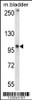 Western blot analysis in mouse bladder tissue lysates (35ug/lane) .