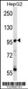 Western blot analysis in HepG2 cell line lysates (35ug/lane) .