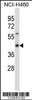 Western blot analysis in NCI-H460 cell line lysates (35ug/lane) .