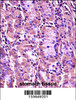 SYT1 Antibody immunohistochemistry analysis in formalin fixed and paraffin embedded human stomach tissue followed by peroxidase conjugation of the secondary antibody and DAB staining.