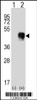 Western blot analysis of FCGR2A using rabbit polyclonal FCGR2A Antibody using 293 cell lysates (2 ug/lane) either nontransfected (Lane 1) or transiently transfected (Lane 2) with the FCGR2A gene.