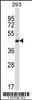 Western blot analysis in 293 cell line lysates (35ug/lane) .