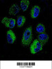 Confocal immunofluorescent analysis of IL13 Antibody with NCI-H460 cell line followed by Alexa Fluor 488-conjugated goat anti-rabbit lgG (green) . DAPI was used to stain the cell nuclear (blue) .