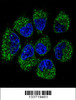 Confocal immunofluorescent analysis of TNFRSF11B Antibody with NCI-H460 cell followed by Alexa Fluor 488-conjugated goat anti-rabbit lgG (green) . DAPI was used to stain the cell nuclear (blue) .