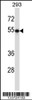 Western blot analysis in 293 cell line lysates (35ug/lane) .