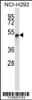 Western blot analysis in NCI-H292 cell line lysates (35ug/lane) .