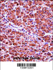 CELA3B Antibody immunohistochemistry analysis in formalin fixed and paraffin embedded human pancreas tissue followed by peroxidase conjugation of the secondary antibody and DAB staining.