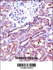 NAPSA Antibody immunohistochemistry analysis in formalin fixed and paraffin embedded human kidney tissue followed by peroxidase conjugation of the secondary antibody and DAB staining.