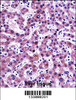 NNMT Antibody immunohistochemistry analysis in formalin fixed and paraffin embedded human liver tissue followed by peroxidase conjugation of the secondary antibody and DAB staining.