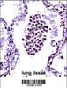 NFKBIB Antibody immunohistochemistry analysis in formalin fixed and paraffin embedded human lung tissue followed by peroxidase conjugation of the secondary antibody and DAB staining.