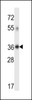 Western blot analysis in human placenta tissue lysates (35ug/lane) .