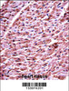 DHRS7C Antibody immunohistochemistry analysis in formalin fixed and paraffin embedded human heart tissue followed by peroxidase conjugation of the secondary antibody and DAB staining.