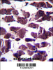 LRIG2 Antibody immunohistochemistry analysis in formalin fixed and paraffin embedded human skeletal muscle followed by peroxidase conjugation of the secondary antibody and DAB staining.