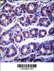 SLC41A2 Antibody immunohistochemistry analysis in formalin fixed and paraffin embedded human stomach tissue followed by peroxidase conjugation of the secondary antibody and DAB staining.