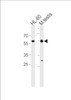 Western blot analysis in HL-60 cell line and mouse testis tissue lysates (35ug/lane) .