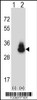 Western blot analysis of CEACAM3 using rabbit polyclonal CEACAM3 Antibody using 293 cell lysates (2 ug/lane) either nontransfected (Lane 1) or transiently transfected (Lane 2) with the CEACAM3 gene.