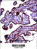 CEACAM3 Antibody immunohistochemistry analysis in formalin fixed and paraffin embedded human placenta tissue followed by peroxidase conjugation of the secondary antibody and DAB staining.