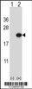 Western blot analysis of EDN2 using rabbit polyclonal EDN2 Antibody using 293 cell lysates (2 ug/lane) either nontransfected (Lane 1) or transiently transfected (Lane 2) with the EDN2 gene.