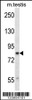 Western blot analysis in mouse testis tissue lysates (35ug/lane) .