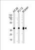 Western blot analysis of lysates from HT-29, PC-12 cell line and mouse brain tissue lysate (from left to right) , using PPP1CB Antibody at 1:1000 at each lane.