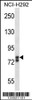 Western blot analysis in NCI-H292 cell line lysates (35ug/lane) .