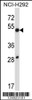 Western blot analysis in NCI-H292 cell line lysates (35ug/lane) .