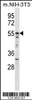 Western blot analysis in mouse NIH-3T3 cell line lysates (35ug/lane) .