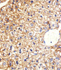 Immunohistochemical analysis of paraffin-embedded M. liver section using Mouse Csnk1g3 Antibody . Antibody was diluted at 1:25 dilution. A peroxidase-conjugated goat anti-rabbit IgG at 1:400 dilution was used as the secondary antibody, followed by DAB staining.