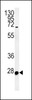 Western blot analysis in HL-60 cell line lysates (35ug/lane) .