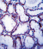 SLC22A1 Antibody immunohistochemistry analysis in formalin fixed and paraffin embedded human kidney tissue followed by peroxidase conjugation of the secondary antibody and DAB staining.