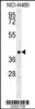 Western blot analysis in NCI-H460 cell line lysates (35ug/lane) .