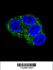 Confocal immunofluorescent analysis of UGT1A1 Antibody with HepG2 cell followed by Alexa Fluor 488-conjugated goat anti-rabbit lgG (green) .DAPI was used to stain the cell nuclear (blue) .