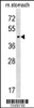 Western blot analysis in mouse stomach tissue lysates (15ug/lane) .This demonstrates the detected CHST14 protein (arrow) .