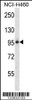 Western blot analysis in NCI-H460 cell line lysates (35ug/lane) .