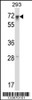 Western blot analysis in 293 cell line lysates (35ug/lane) .