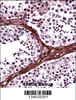 BRD1 Antibody immunohistochemistry analysis in formalin fixed and paraffin embedded human testis tissue followed by peroxidase conjugation of the secondary antibody and DAB staining.