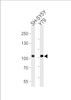 Western blot analysis of lysates from SH-SY5Y, Y79 cell line (from left to right) , using CDH8 Antibody at 1:1000 at each lane.