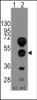 Western blot analysis of GATA4 using rabbit polyclonal GATA4 Antibody using 293 cell lysates (2 ug/lane) either nontransfected (Lane 1) or transiently transfected with the GATA4 gene (Lane 2) .